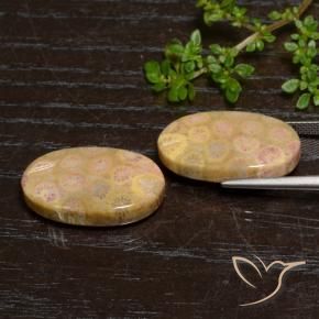 Pedras preciosas de Coral fóssil Multicolorido natural de 24.57 ct, oval, Opaco