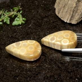 Pedras preciosas de Coral fóssil Multicolorido natural de 28.50 ct, Formato de pêra, Opaco