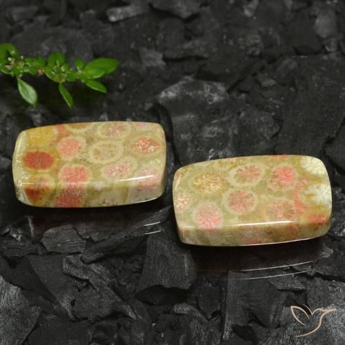 Pedras preciosas de Coral fóssil Multicolorido natural de 35.26 ct, Almofada, Opaco