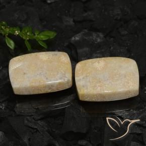 Pedras preciosas de Coral fóssil Multicolorido natural de 30.12 ct, Almofada, Opaco