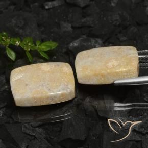 Pedras preciosas de Coral fóssil Multicolorido natural de 30.12 ct, Almofada, Opaco