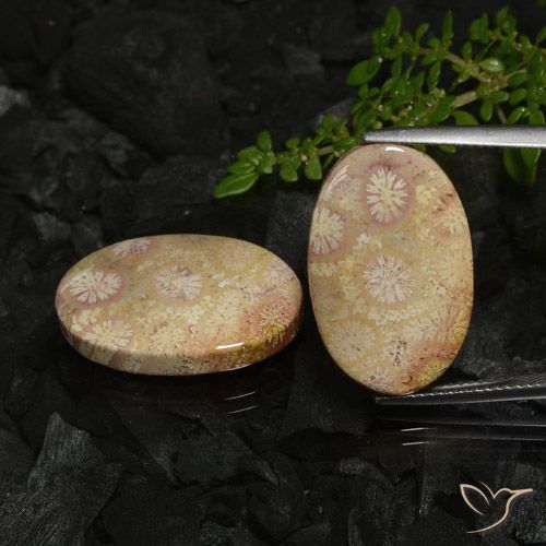 22.78ctw Natural Multicolorido Coral fóssil, oval, Opaco