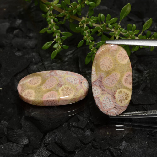 Pedras preciosas de coral fóssil multicolorido natural de 23,62 ct, corte oval, opaco