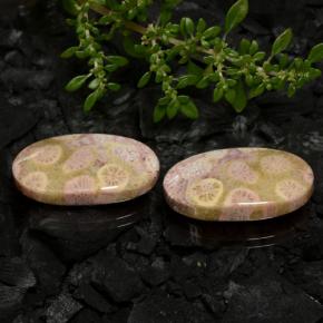 Pedras preciosas de coral fóssil multicolorido natural de 23,62 ct, corte oval, opaco
