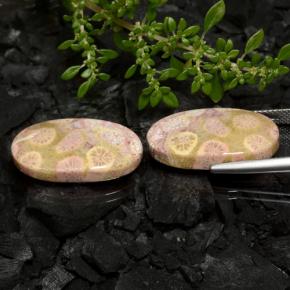 Pedras preciosas de coral fóssil multicolorido natural de 23,62 ct, corte oval, opaco