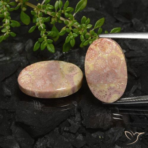 22.59ctw Natural Multicolorido Coral fóssil, oval, Opaco
