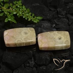 Pedras preciosas de Coral fóssil Multicolorido natural de 30.12 ct, Almofada, Opaco