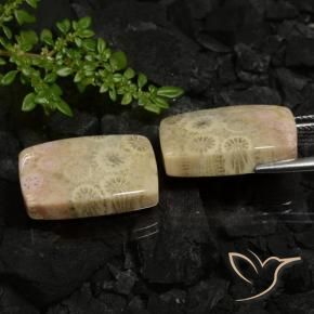 Pedras preciosas de Coral fóssil Multicolorido natural de 30.12 ct, Almofada, Opaco
