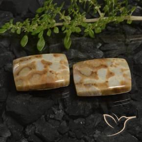Pedras preciosas de Coral fóssil Multicolorido natural de 28.19 ct, Almofada, Opaco