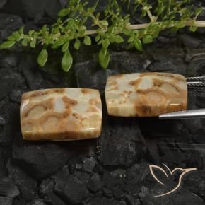Pedras preciosas de Coral fóssil Multicolorido natural de 28.19 ct, Almofada, Opaco
