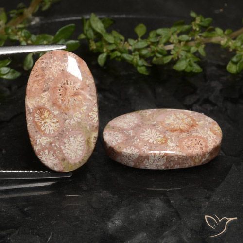 19.81ctw Natural Multicolorido Coral fóssil, oval, Opaco