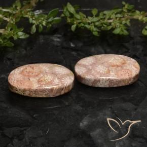 Pedras preciosas de Coral fóssil Multicolorido natural de 19.81 ct, oval, Opaco