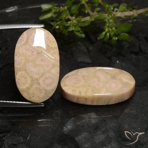 22.27ctw Natural Multicolorido Coral fóssil, oval, Opaco