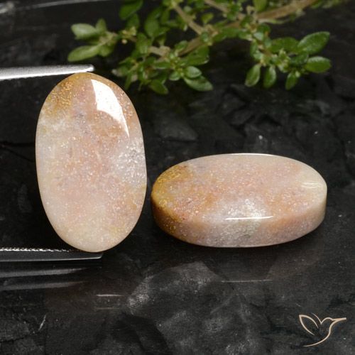 22.59ctw Natural Multicolorido Coral fóssil, oval, Opaco