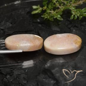 Pedras preciosas de Coral fóssil Multicolorido natural de 22.59 ct, oval, Opaco