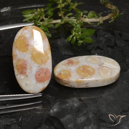 22.45ctw Natural Multicolorido Coral fóssil, oval, Opaco