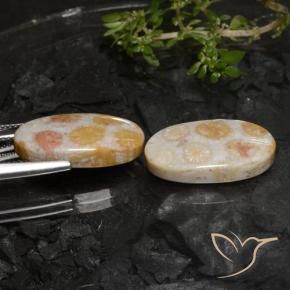 Pedras preciosas de Coral fóssil Multicolorido natural de 22.45 ct, oval, Opaco