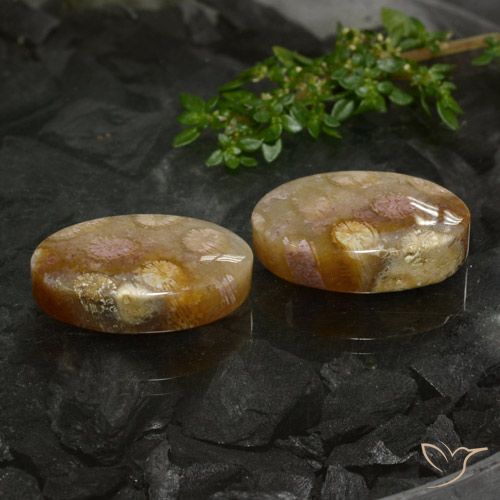 33.89ctw Natural Multicolorido Coral fóssil, oval, Opaco