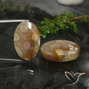 Pedras preciosas de Coral fóssil Multicolorido natural de 33.89 ct, oval, Opaco