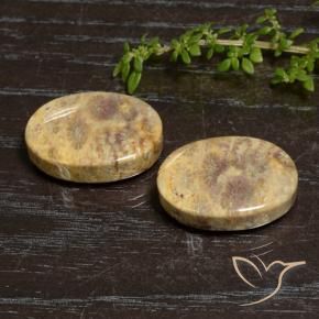 Pedras preciosas de Coral fóssil Multicolorido natural de 30.50 ct, oval, Opaco