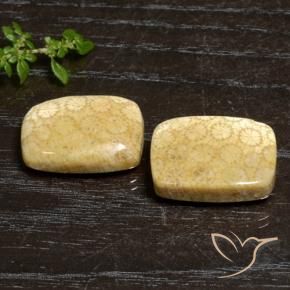 Pedras preciosas de Coral fóssil Multicolorido natural de 27.20 ct, Almofada, Opaco