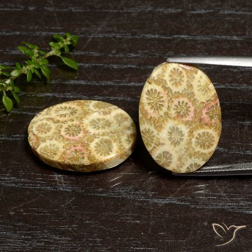 27.12ctw Natural Multicolorido Coral fóssil, oval, Opaco