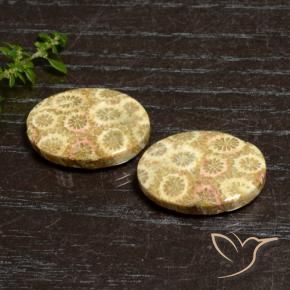 Pedras preciosas de Coral fóssil Multicolorido natural de 27.12 ct, oval, Opaco