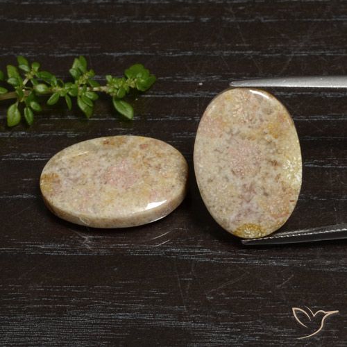 29.83ctw Natural Multicolorido Coral fóssil, oval, Opaco