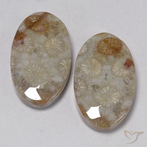 22.91ctw Natural Multicolorido Coral fóssil, oval, Opaco