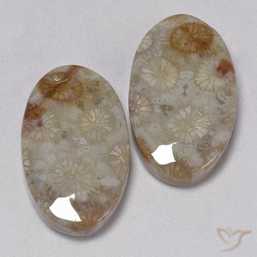 Pedras preciosas de Coral fóssil Multicolorido natural de 22.91 ct, oval, Opaco