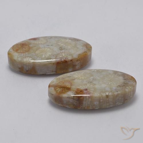 Pedras preciosas de Coral fóssil Multicolorido natural de 22.91 ct, oval, Opaco