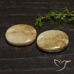 Pedras preciosas de Coral fóssil Multicolorido natural de 33.11 ct, oval, Opaco