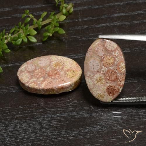 20.28ctw Natural Multicolorido Coral fóssil, oval, Opaco