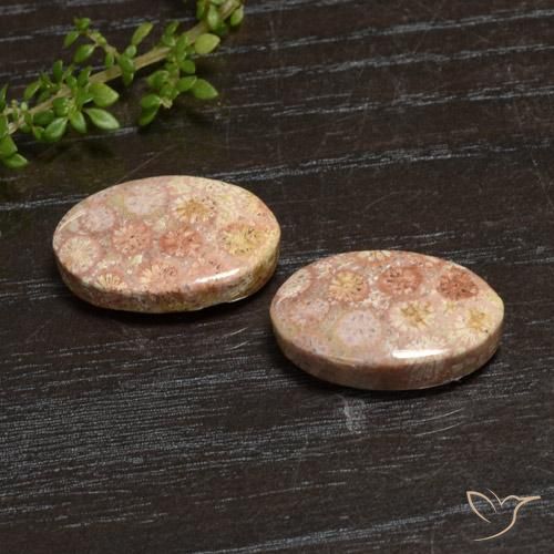 Pedras preciosas de Coral fóssil Multicolorido natural de 20.28 ct, oval, Opaco
