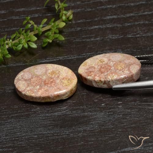 Pedras preciosas de Coral fóssil Multicolorido natural de 20.28 ct, oval, Opaco