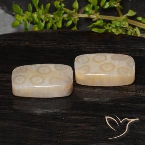 Pedras preciosas de Coral fóssil Multicolorido natural de 20.85 ct, Almofada, Opaco