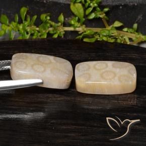 Pedras preciosas de Coral fóssil Multicolorido natural de 20.85 ct, Almofada, Opaco