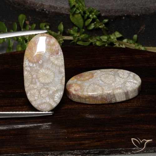 23.54ctw Natural Multicolorido Coral fóssil, oval, Opaco