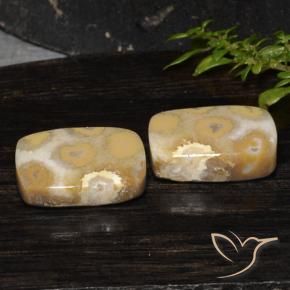 Pedras preciosas de Coral fóssil Multicolorido natural de 19.14 ct, Almofada, Opaco