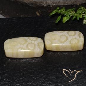 Pedras preciosas de Coral fóssil Multicolorido natural de 24.67 ct, Almofada, Opaco