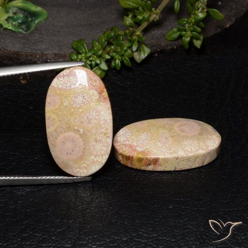27.64ctw Natural Multicolorido Coral fóssil, oval, Opaco