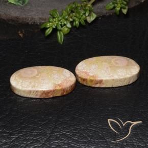 Pedras preciosas de Coral fóssil Multicolorido natural de 27.64 ct, oval, Opaco