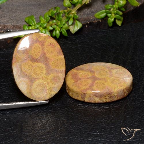 28.88ctw Natural Multicolorido Coral fóssil, oval, Opaco