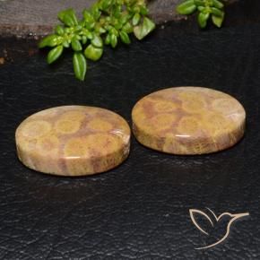 Pedras preciosas de Coral fóssil Multicolorido natural de 28.88 ct, oval, Opaco