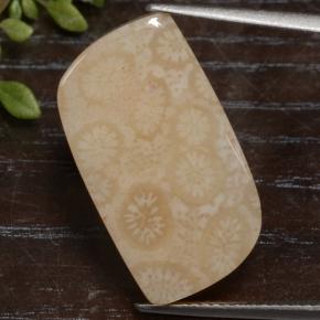 Coral fóssil multicolorido natural 15,90ct, forma extravagante, opaco