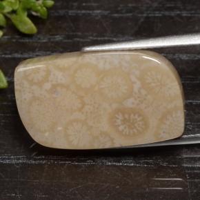 Coral fóssil multicolorido natural 15,90ct, forma extravagante, opaco
