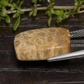 Coral fóssil Multicolorido Natural 13.48ct, Almofada cortada, Opaco