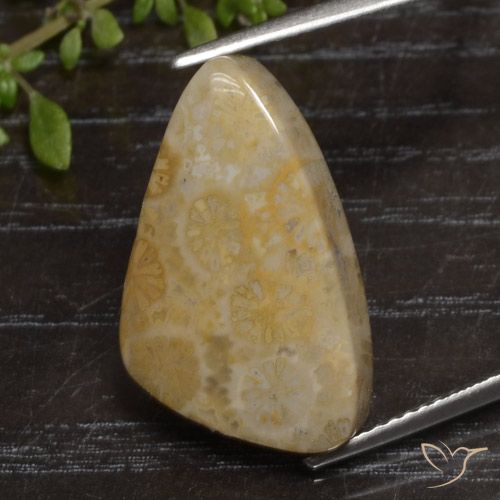 12.04ct Natural Multicolorido Coral fóssil, Chique, Opaco