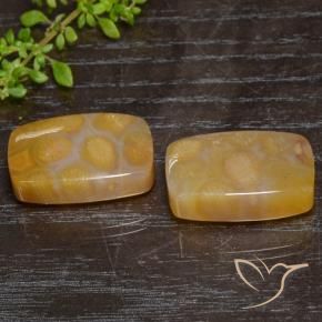 Pedras preciosas de Coral fóssil Multicolorido natural de 29.95 ct, Almofada, Translúcido