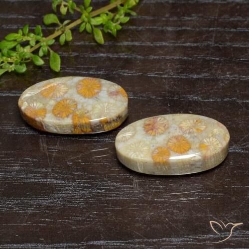 Pedras preciosas de Coral fóssil Multicolorido natural de 24.15 ct, oval, Opaco